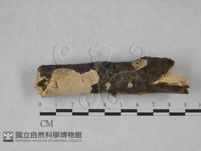 登錄號:F0002435藏品圖，第1張