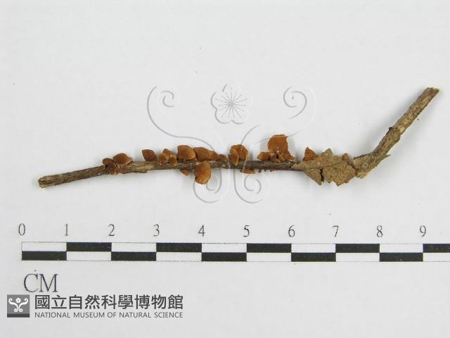 微皮傘屬藏品圖，第1張