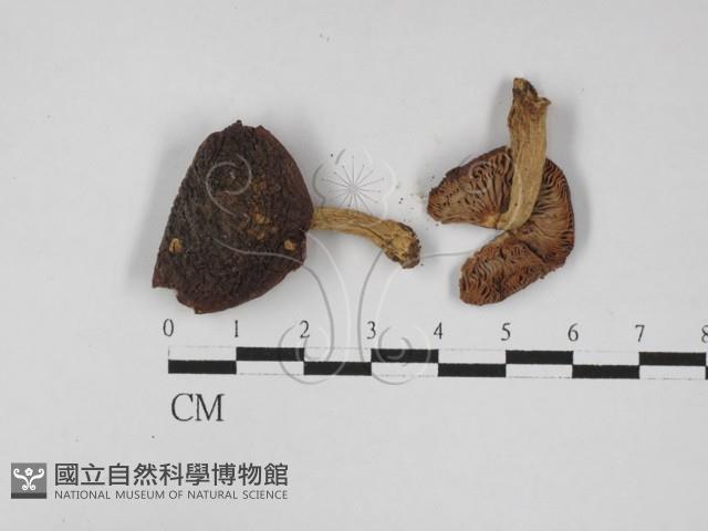紅菇屬藏品圖，第1張