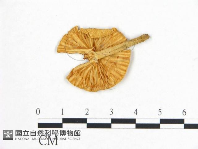 登錄號:F0007435藏品圖，第1張