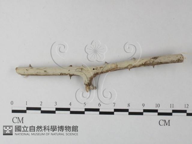 絲齒菌屬藏品圖，第1張