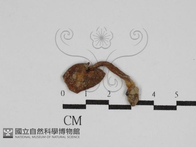 登錄號:F0005435藏品圖，第1張