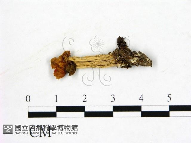 登錄號:F0015435藏品圖，第1張
