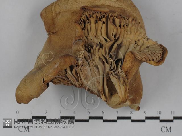 Accession Number:F0029435 Collection Image, Figure 1, Total 2 Figures