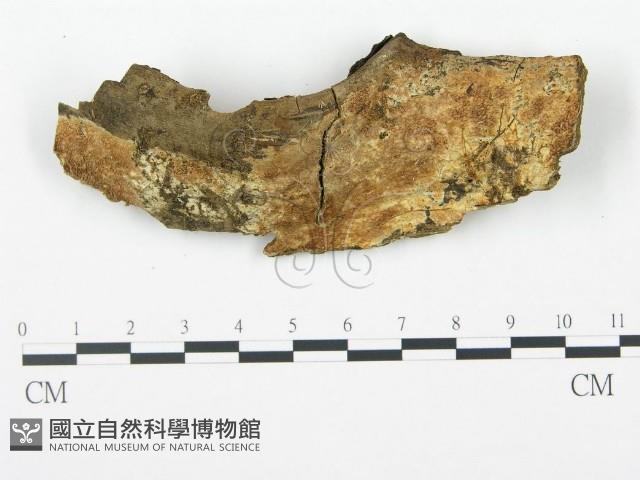 登錄號:F0009435藏品圖，第1張