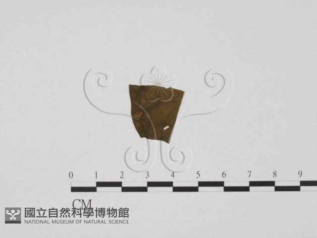 登錄號:F0019435藏品圖，第1張