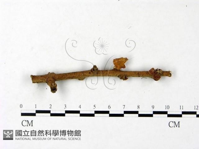 登錄號:F0023435藏品圖，第1張
