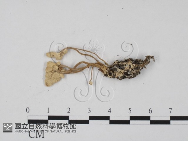 登錄號:F0003435藏品圖，第1張