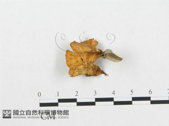 登錄號:F0013435藏品圖，第1張