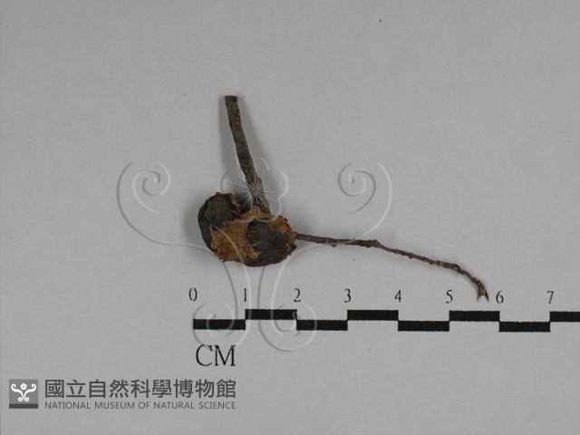 登錄號:F0028735藏品圖，第1張