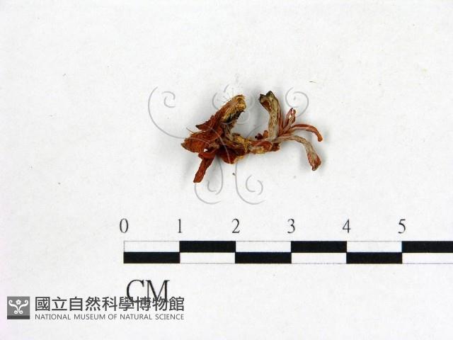 登錄號:F0020735藏品圖，第1張