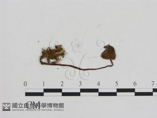 小菇屬藏品圖，第1張