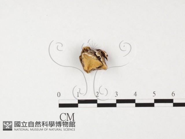 雲芝藏品圖，第1張