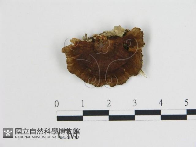 登錄號:F0006735藏品圖，第1張