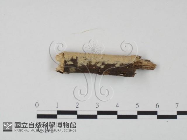 登錄號:F0021735藏品圖，第1張