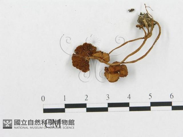 登錄號:F0001735藏品圖，第1張