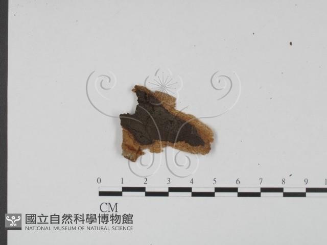 登錄號:F0011735藏品圖，第1張
