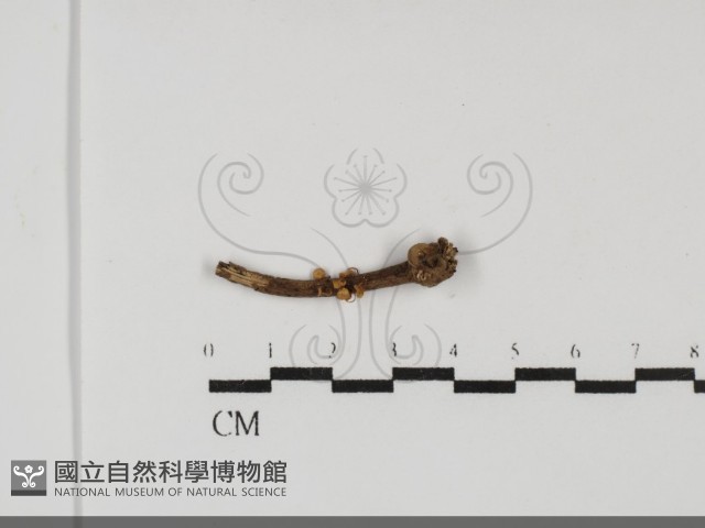 微皮傘屬藏品圖，第1張