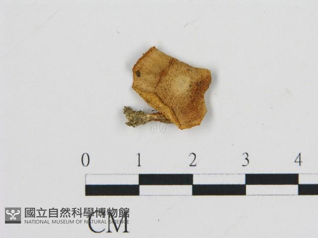 登錄號:F0004735藏品圖，第1張