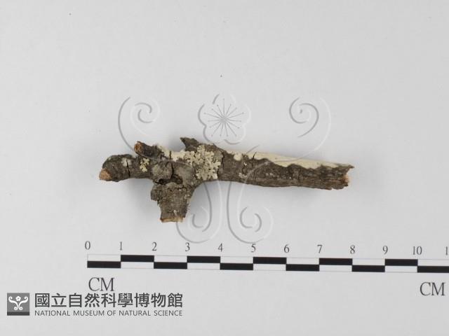 登錄號:F0014735藏品圖，第1張