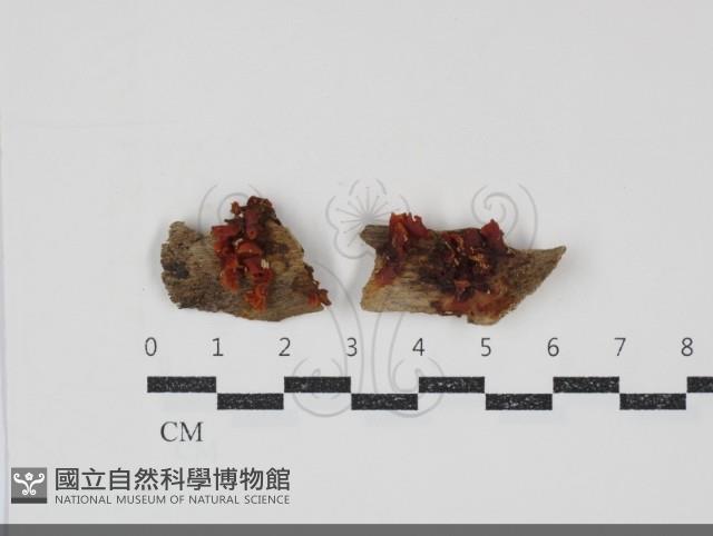 銀耳屬藏品圖，第1張