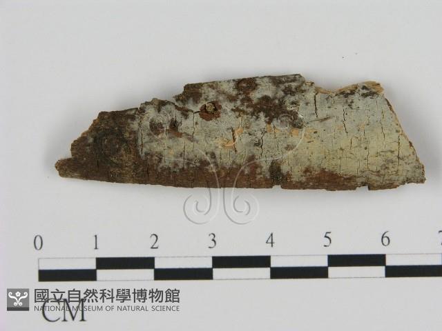 登錄號:F0002735藏品圖，第1張