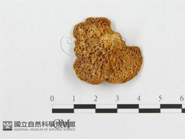 登錄號:F0012735藏品圖，第1張