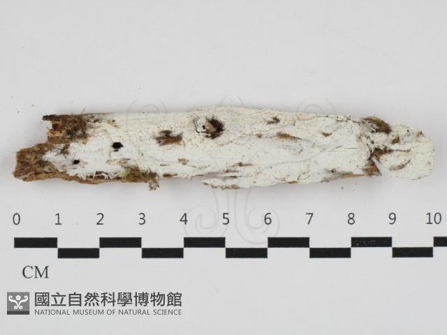 登錄號:F0032735藏品圖，第1張
