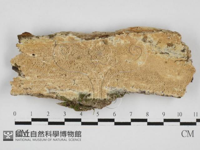 登錄號:F0027735藏品圖，第1張