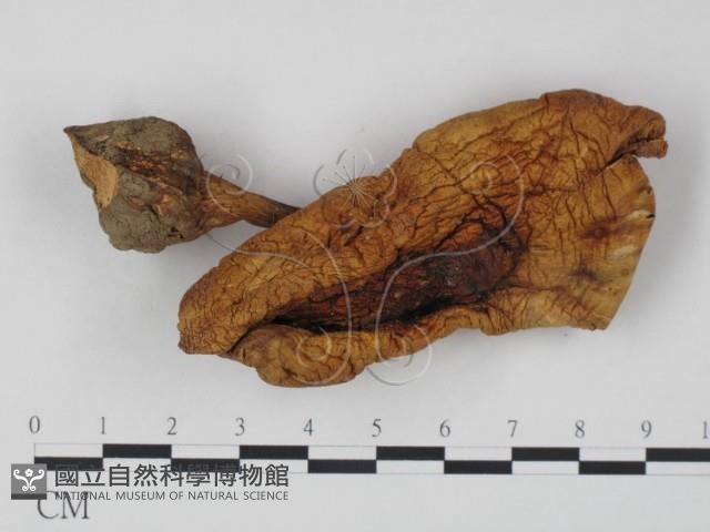 登錄號:F0007735藏品圖，第1張