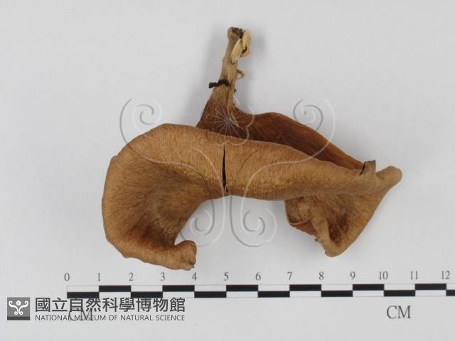 登錄號:F0025735藏品圖，第1張