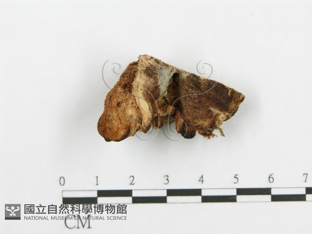 登錄號:F0005735藏品圖，第1張