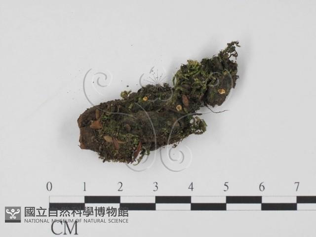 登錄號:F0019735藏品圖，第1張