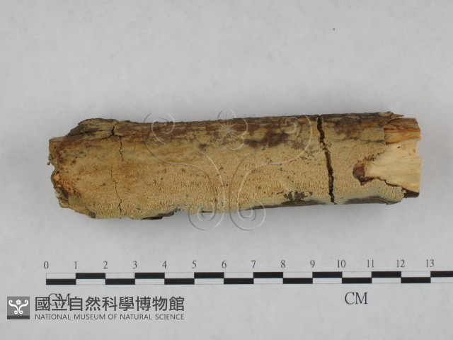 登錄號:F0023735藏品圖，第1張