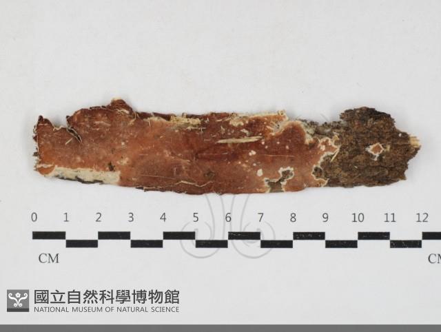 登錄號:F0033735藏品圖，第1張