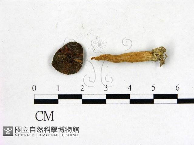 登錄號:F0008535藏品圖，第1張