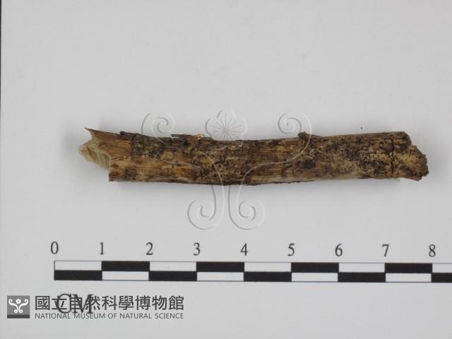 登錄號:F0000535藏品圖，第1張