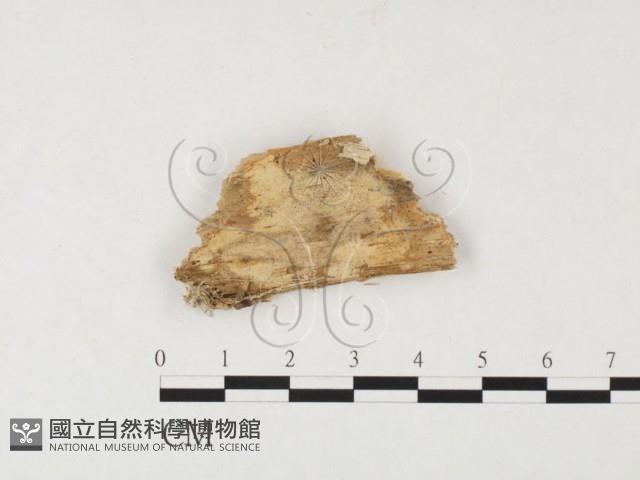 登錄號:F0026535藏品圖，第1張