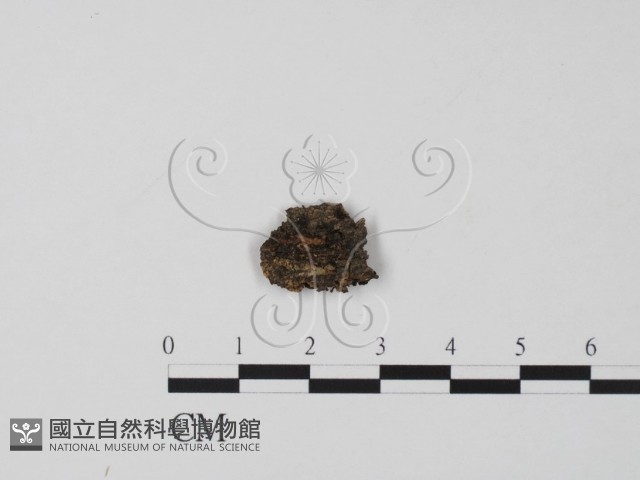 登錄號:F0016535藏品圖，第1張