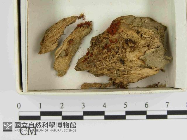 登錄號:F0021535藏品圖，第1張