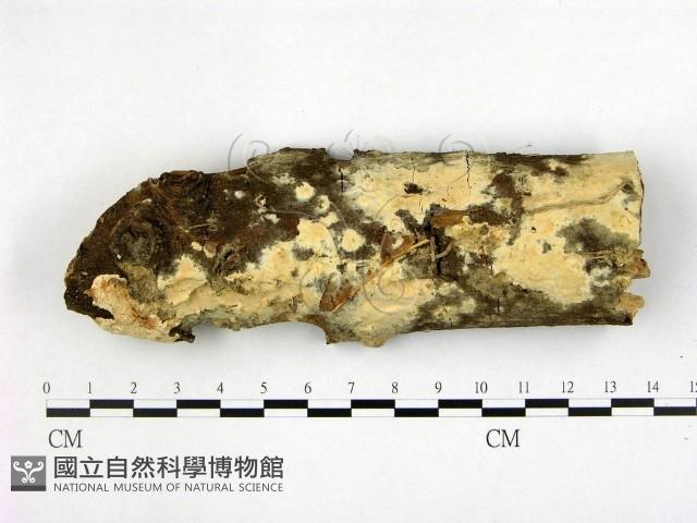 登錄號:F0001535藏品圖，第1張