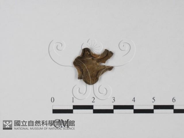 登錄號:F0011535藏品圖，第1張