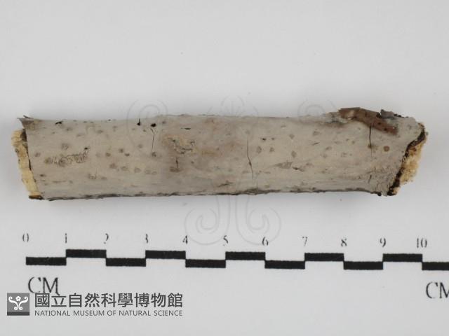 筍殼菌屬藏品圖，第1張