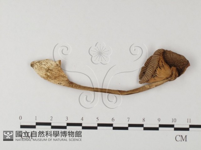 登錄號:F0024535藏品圖，第1張