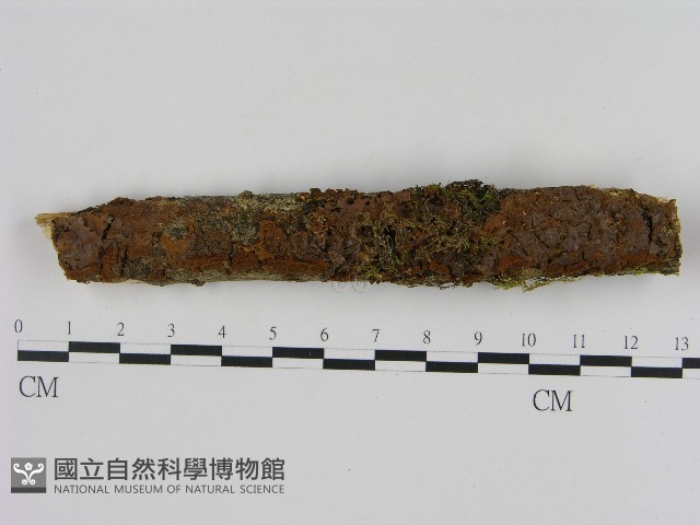 刺革菌屬藏品圖，第1張