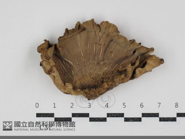 韌革菌屬藏品圖，第1張