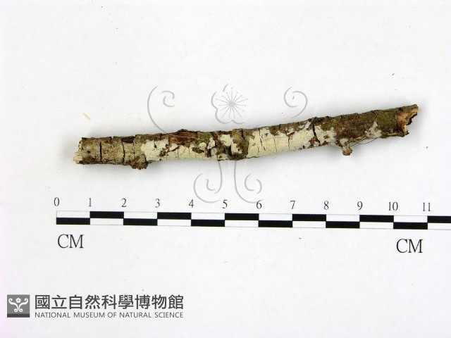 登錄號:F0022535藏品圖，第1張