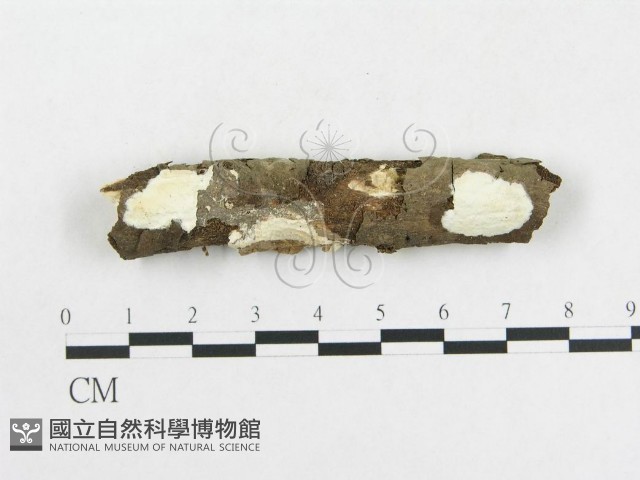 革墊菌屬藏品圖，第1張