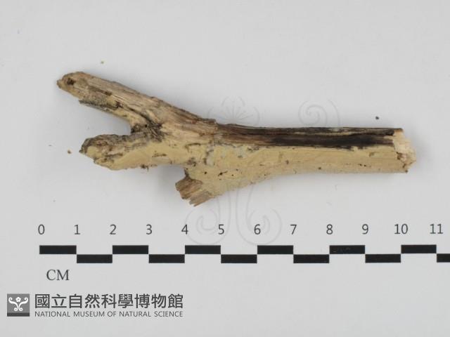 Accession Number:F0032535 Collection Image, Figure 1, Total 2 Figures