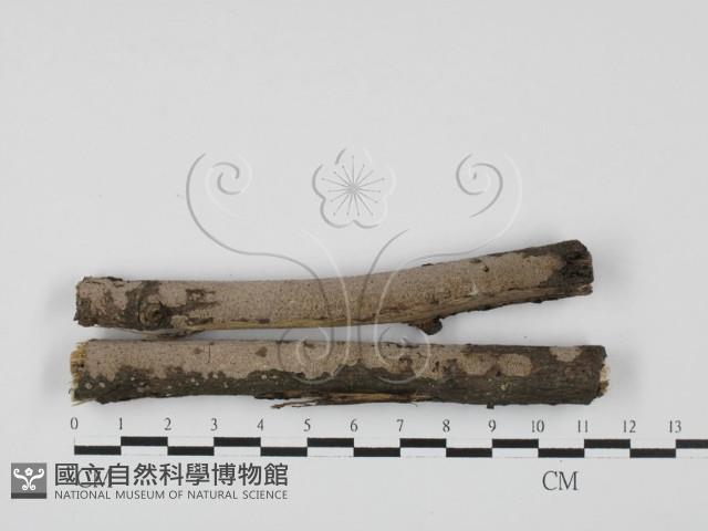 筍殼菌屬藏品圖，第1張